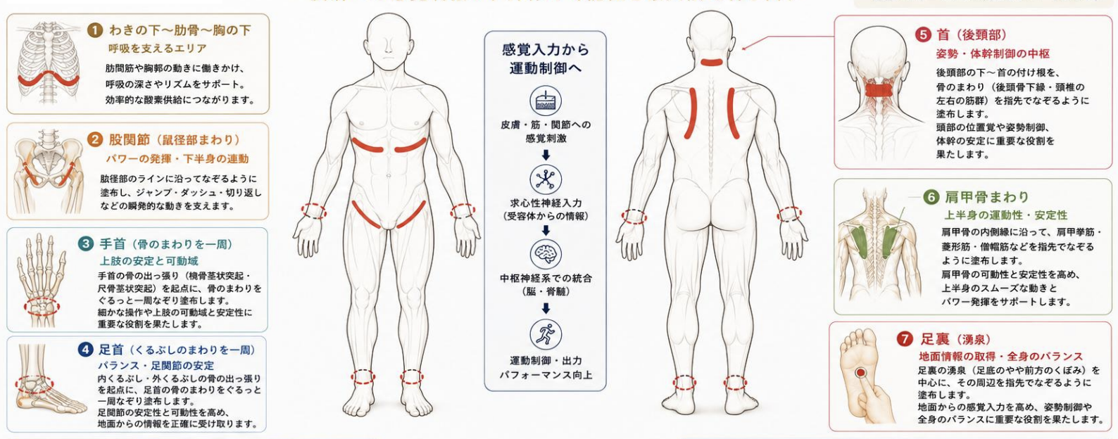 SSNオイルの塗布ポイント